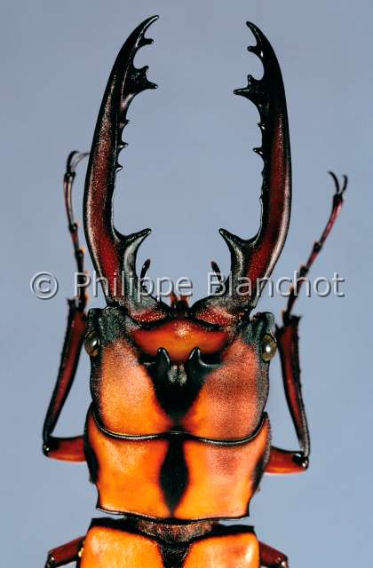 Prosopocoilus kannegieteri.JPG - in "Portraits d'insectes" ed. Seuil, Prosopocoilus (=Metopodontus) kannegieteri, Lucane mâle, Stag beetle, Coleoptera, Lucanidae, Malaisie